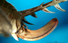 CollectionObject 1502717; 0c99e76a-1bd7-4b36-b92d-10297da655f8: female ovipositor. (CollectionObject).