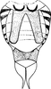 Abdomen, sternal apodemes, ventral view on Eupteryx (Eupteryx) dworakowskae Dlabola, 1981: Abdomen, sternal apodemes, ventral view. (Observation).