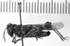 CollectionObject 1530624; 8e40cc33-ce51-4cda-9ab6-5ca8deed4c53: Image Carbonell, C.S. male, lateral view (syntype of Oedipoda placida). (CollectionObject).