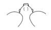 Hypsipages dives Gerstaecker, 1889: Fig. 4. male, vertex of fastigium, dorsal view. (Otu).