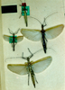 CollectionObject 1563575; 63c6eff0-910c-4b27-aeae-16ba25fca6e1: copyright ZMHB. males and females of synonym Phasma ornatum. (CollectionObject).;CollectionObject 1563576; 4a3dc181-085c-4838-9967-9ef367e270e4: copyright ZMHB. males and females of synonym Phasma ornatum. (CollectionObject).