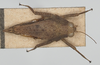CollectionObject 1576828; e0f7d25f-a95f-48c0-aea3-b8c3712cc592: male, dorsal view (syntype). (CollectionObject).
