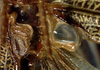 CollectionObject 1533101; 4cb20137-8573-4f3d-a3e4-964783d5e59c: stridulatory apparatus (holotype). (CollectionObject).