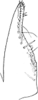 Subgenital plate, ventral view on Dialecticopteryx (Dialecticopteryx) australica Kirkaldy, 1907: genital plate. (Observation).