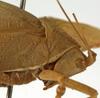 CollectionObject 1529717; 8e0a9ae7-3d51-4191-a1c1-e453c5d48bcb: female pronotum, lateral view (holotype). (CollectionObject).