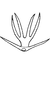 Aedeagus, ventral view on Edwardsiana tersa (Edwards, 1914): Aedeagus, tip. (Observation).