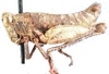 Bufothericles terreus Descamps, 1977: male, lateral view. (Otu).