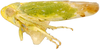 Habitus, lateral view: Opsius stactogalus, laterally (INHS). (Observation).