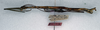 CollectionObject 1557634; NMW 76, 813d1ceb-a20f-4297-a02a-34e68775d47e: copyright NMW. male, lateral view (non type). (CollectionObject).