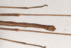 CollectionObject 1562680; 6f7f5019-95bd-4d8e-91c9-7df77099b759: copyright AMSA. male: end of abdomen (holotype). (CollectionObject).