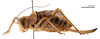 CollectionObject 1578328; a8edc683-f37b-407d-908a-f65e7ce8b7d0: female, lateral view (allotype of Deracanthina mistshenkoi Bazyluk, 1972). (CollectionObject).