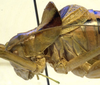 male head and pronotum, lateral view (holotype). Depicts CollectionObject 1506534; b1da3fa9-ad4a-476e-b7c9-9082acabf97d, a CollectionObject.
