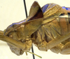 CollectionObject 1506534; b1da3fa9-ad4a-476e-b7c9-9082acabf97d: male head and pronotum, lateral view (holotype). (CollectionObject).