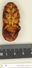 CollectionObject 1572994; 8cc902b0-0bec-4b6b-9381-a9ca94875d99: Copyright Natural History Museum, London. Non-type (male nymph) in BM(NH). Ventral view. (CollectionObject).