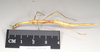 CollectionObject 1558547; 60a19b5b-98ed-4581-b16b-326a9354a656: copyright Natural History Museum, London. female, lateral view (syntype). (CollectionObject).;CollectionObject 1558548; 3181af4a-1fcb-427b-a9c6-e70ddf2ce114: copyright Natural History Museum, London. female, lateral view (syntype). (CollectionObject).