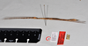 CollectionObject 1562689; 3bbbe859-9664-4566-ad6e-06c649b7a7b9: copyright QM. female, lateral view (holotype). (CollectionObject).