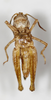 CollectionObject 1528783; 09869aa4-1c54-4719-92b8-fd66145fbacf: male, ventral view (holotype). (CollectionObject).