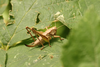 FieldOccurrence 3658; 2827ef7e-5d0d-4d0b-ab22-fff9365dde73; Eberstadt, 2024/07/05: (FieldOccurrence).