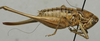 CollectionObject 1535987; 7d868d74-5d10-400e-b981-e22b57e61135: female, lateral view (syntype). (CollectionObject).
