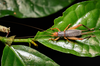 FieldOccurrence 3523; 30031437-ff24-40e6-b4da-9035ecc0cd65; Brazil: Rio de Janeiro
Rio de Janeiro, Parque Nacional da Tijuca, 2021/09/10-2021/09/11
Pedro Souza-Dias: female. (FieldOccurrence).