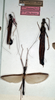 CollectionObject 1561458; d3bbd5c1-6aa8-4de9-840c-26470be484d4: copyright NMW, Vienna. male and female (syntypes). (CollectionObject).;CollectionObject 1561459; de40d908-e0b5-49a5-84aa-64fda3b35e2c: copyright NMW, Vienna. male and female (syntypes). (CollectionObject).
