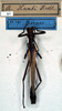 CollectionObject 1560648; 5111c34b-3ff5-4f7a-9034-d20d0a20c15f: copyright NMW. male (syntype). (CollectionObject).