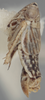 Habitus, lateral view on Athysanella (Athysanella) magdalena Baker, 1898: Lateral. (Observation).