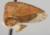 Habitus, lateral view: !! display not done !! on Antianthe chichiana Funkhouser, 1943: (Observation).