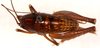 CollectionObject 1499662; 160e623b-7c75-4ecf-ae31-e18399a0a3e5: female, dorsal view (allotype). (CollectionObject).
