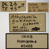 Other on Athysanella (Athysanella) gardenia Osborn, 1930: Labels - Face. Labels for the specimen used for the face view. (Observation).