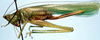 Pluviasilva levis Naskrecki, 2000: female (allotype). (Otu).