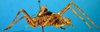 CollectionObject 1500393; c9456699-26d2-4e6a-bd06-3193c8f8fed9, DORSA BTpolscuS01: male, lateral view (syntype). (CollectionObject).