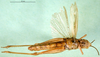 CollectionObject 1502044; 34bb7259-7c6b-4e88-adac-13e129130924: female, ventral view (paratype of Chorthippus lagrecai). (CollectionObject).