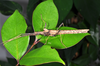 CollectionObject 1563994; 4c7f6db9-1642-4312-9b9a-e0494c5b848e: copyright Oskar Conle. female, lateral view (paratype). (CollectionObject).;CollectionObject 1563995; 47eb933e-7a25-4ff4-80d8-eda30f784749: copyright Oskar Conle. female, lateral view (paratype). (CollectionObject).;CollectionObject 1563996; 77d4db78-eeb3-4426-96df-433fc1813b3f: copyright Oskar Conle. female, lateral view (paratype). (CollectionObject).