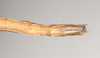CollectionObject 1557160; NHMUK(SF IMPORT DUPLICATE) 844727, 344c458a-a35b-42a3-8085-5ec5de9d102f: copyright Natural History Museum, London. female: end of abdomen, ventral view (holotype). (CollectionObject).