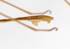 CollectionObject 1559318; 5318f452-c1cc-4d8b-ba89-4d4568f43735: copyright MNCH, Madrid. male: end of abdomen, lateral view (paralectotype). (CollectionObject).;CollectionObject 1559319; 4145f06e-6e37-4c0b-96c4-3380581d5a02: copyright MNCH, Madrid. male: end of abdomen, lateral view (paralectotype). (CollectionObject).