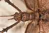 CollectionObject 1559036; 92332c02-2538-46cb-acad-2b4590140adc: copyright OUMNH. male: head & thgorax, dorsal view of synonym Phasma (Eurycantha) graciosa (holo.type). (CollectionObject).