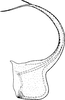 Aedeagus, lateral view: !! display not done !! on Cicadula (Cicadula) quadripunctata (Villers, 1789): Aedeagus, lateral view. (Observation).