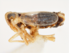 Habitus, lateral view on Elachodelphax (Aschedelphax) pediforma (Beamer, 1947): (Observation).