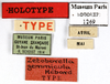 CollectionObject 1587305; MNHN(SF IMPORT DUPLICATE) MNHN-EP-EP1269, 53b019d2-f403-44b0-83d3-e0901da89320: CC BY-NC-ND 4.0/MNHN - Depraetere Marion - 2014. Holotype, male, of gemmicula Hebard, 1921. Specimen number: MNHN-EP-EP1269. http://coldb.mnhn.fr/catalognumber/mnhn/ep/ep1269. (CollectionObject).