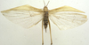 CollectionObject 1506489; 5e37862a-8d6b-43e4-a105-94e1e949784d: female, dorsal view (syntype). (CollectionObject).