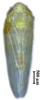 Habitus, dorsal view: !! display not done !! on Maiestas xanthocephalus (Dash & Viraktamath, 1998): male. (Observation).