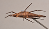 CollectionObject 1598209; 19e81fcd-7523-4307-b43f-47166ebbe43d, QM T258500: copyright QM. female, ventral view (holotype). (CollectionObject).
