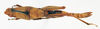 CollectionObject 1573867; 2fbaeab5-fd2a-4358-b181-fd60987e3481: female, dorsal view (allotype). (CollectionObject).