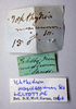 CollectionObject 1506175; 3e30de47-1ac4-4090-8e94-47c416e31dc6: male, labels (lectotype). (CollectionObject).