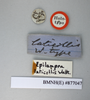 CollectionObject 1552799; NHMUK(SF IMPORT DUPLICATE) BMNH(E) 877047, 7e75bc26-572a-49ea-935a-08b91e77eeb9: Copyright NHM, London. Holotype of synonym Epilampra laticollis, data labels. (CollectionObject).