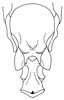 Loboschmidtia milleri (Descamps, 1964): Fig. 46. male abdomen tip, ventral view. (Otu).