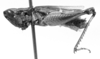 CollectionObject 1533645; 8aa2610b-2360-442c-b112-b04b200d8ab5: Image Carbonell, C.S. female, lateral view (lectotype). (CollectionObject).
