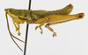CollectionObject 1523757; 0b84d12b-faa0-4d86-9185-d8a26fe042f9: male, lateral view (holotype). (CollectionObject).