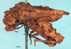 CollectionObject 1580141; ef0d3ee0-c225-4988-9e51-5be01cbd45a3, NHMUK10924413: male, lateral view (syntype). (CollectionObject).